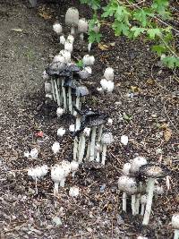 Coprinus comatus image