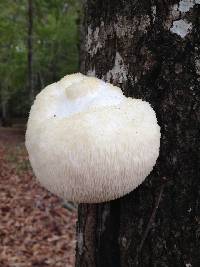 Hericium erinaceus image