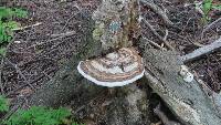 Ganoderma applanatum image