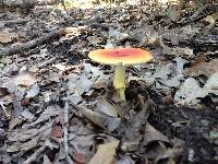 Amanita jacksonii image