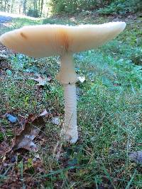 Amanita muscaria image