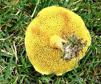 Suillus americanus image