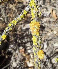 Xanthoria parietina var. parietina image