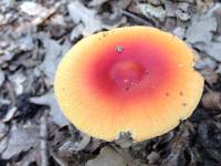 Amanita jacksonii image