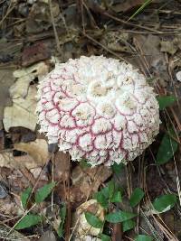 Boletellus ananas image