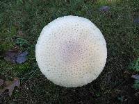Amanita muscaria image