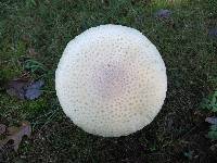 Amanita muscaria var. guessowii image