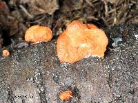 Pycnoporus cinnabarinus image