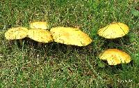 Suillus americanus image