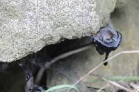 Coprinus comatus image