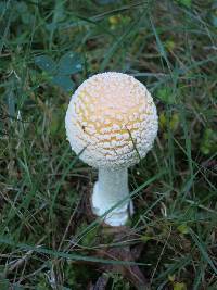 Amanita muscaria var. guessowii image