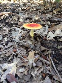 Amanita jacksonii image