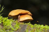 Galerina patagonica image