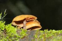 Galerina patagonica image