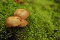 Galerina patagonica image