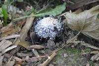 Coprinus comatus image