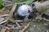 Coprinus comatus image