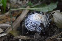 Coprinus comatus image