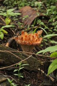 Gomphus floccosus image