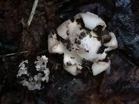 Geastrum saccatum image