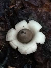 Geastrum saccatum image