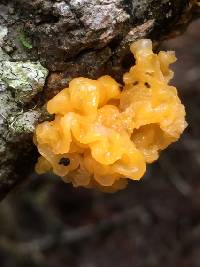 Tremella mesenterica image