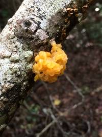 Tremella mesenterica image