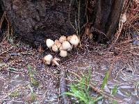 Coprinellus micaceus image