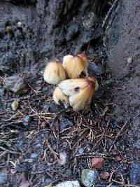 Coprinellus micaceus image