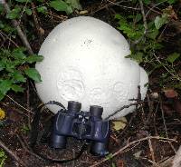 Calvatia gigantea image