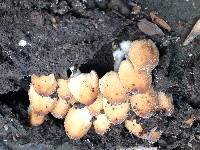 Coprinellus micaceus image