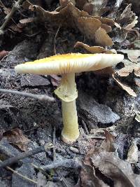 Amanita flavoconia image