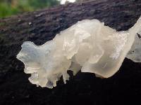 Tremella fuciformis image