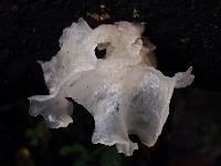 Tremella fuciformis image