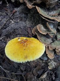 Amanita flavoconia image