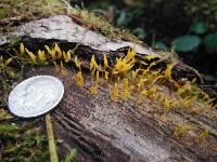 Calocera cornea image