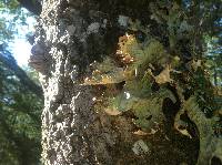 Lobaria pulmonaria image