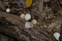 Crepidotus mollis image