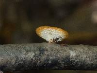 Polyporus alveolaris image