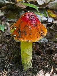 Amanita parcivolvata image