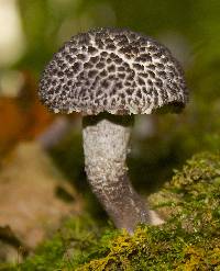 Strobilomyces strobilaceus image