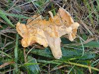 Cantharellus lateritius image