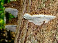 Ganoderma applanatum image