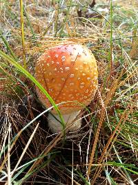 Amanita muscaria image