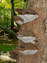 Ganoderma applanatum image