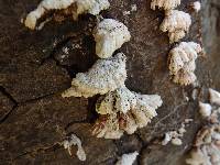 Schizophyllum commune image