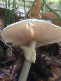 Amanita bisporigera image