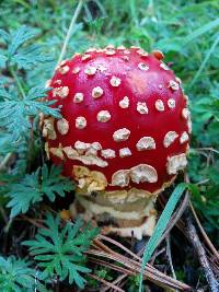 Amanita muscaria image