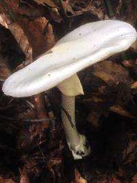 Amanita bisporigera image