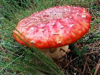 Amanita muscaria image